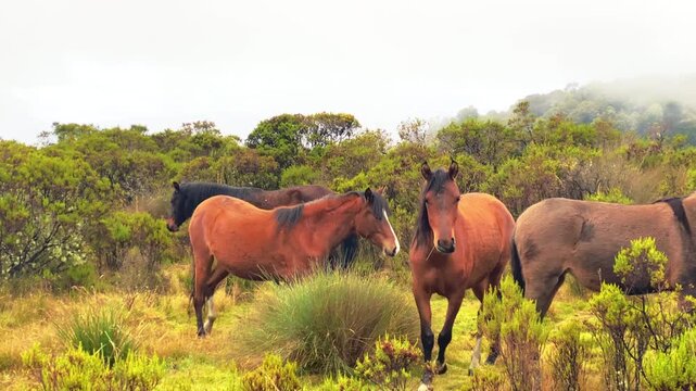 Close up shot of wild horses roam misty Andean volcanic slopes near Murillo Colombia. Remote highland p&aacute;ramo landscape, dramatic clouds, wildlife footage near Nevado del Ruiz.