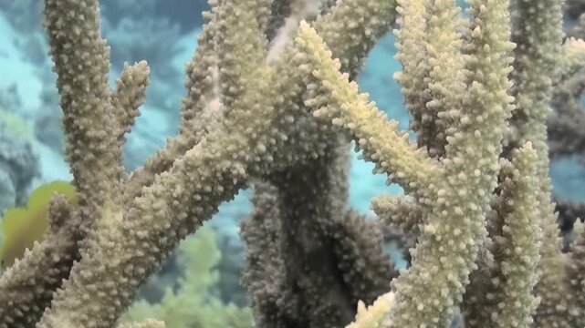 A vibrant yellow fish glides effortlessly among the intricate branches of a stony coral reef. Its radiant presence illuminates the bustling marine ecosystem.