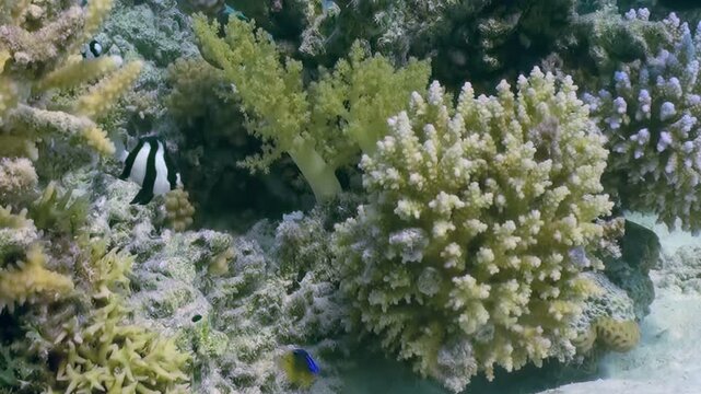 Diverse reef fish, including brilliant blue damselfish and striped humbug damselfish, glide effortlessly amidst abundant, colorful coral formations. This serene aquatic world flourishes under light.