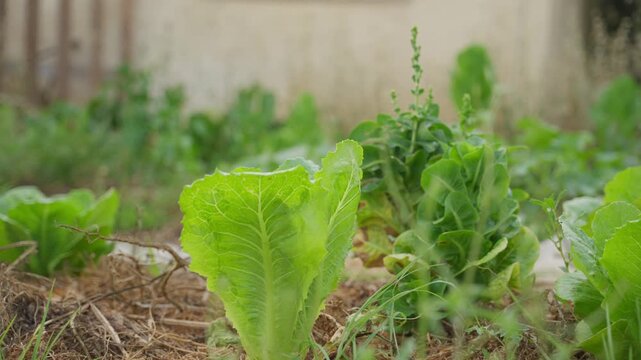 Fresh lettuce grows in sunlit garden soil. Green leaves sway gently with breeze and sun. Earth tones and natural textures create peaceful scene. Ideal for health, organic, gardening