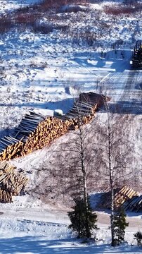 Woodlogs collection during season end at Kainuu Finland vertical video