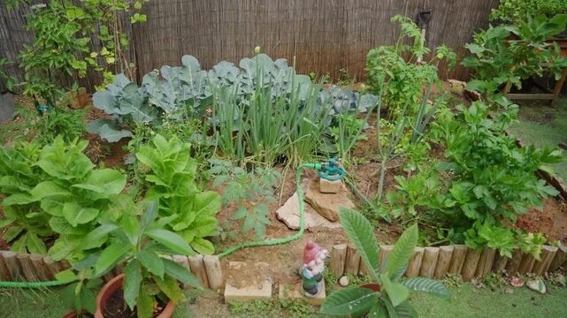 Lush garden grows vegetables and herbs. Cabbage, lettuce, and onions fill the plot. Wooden border frames the vegetable patch. Green hose snakes across the soil. Small gnome stands beside the plants