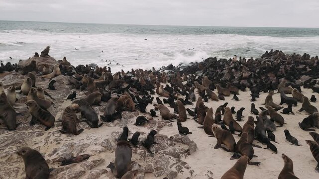 Colony of seals on the rocky shore of cape cross, namibia with ocean waves breaking on the beach