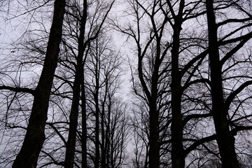 Obraz premium canopy of leafless trees in winter at Vigeland Sculpture Park, Oslo, Norway