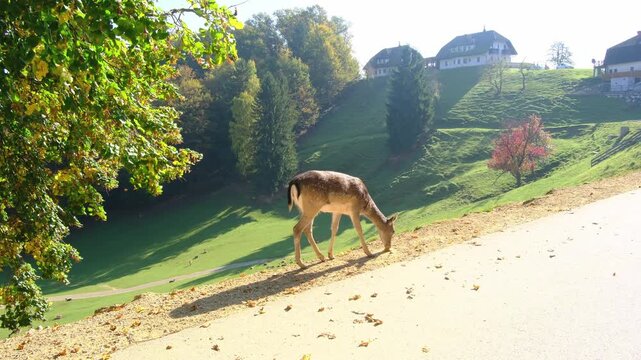 Cute young fallow deer with white spots stands on green grassy slope. Jelenov Greben eco farm offers beautiful close up views of friendly wild animals in nature.