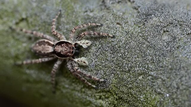 Macro wildlife footage capturing a Grey Wall Jumping Spider moving across textured tree bark in its natural habitat.