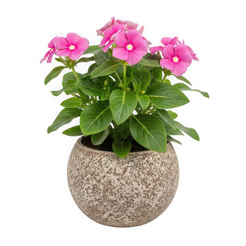 Pink vinca flowers blooming in a textured round stone pot
