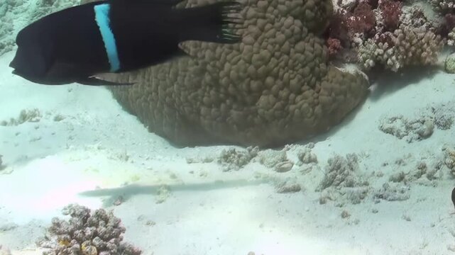 Underwater serenity unfolds as a black fish with a striking blue stripe gracefully explores the sandy seabed.