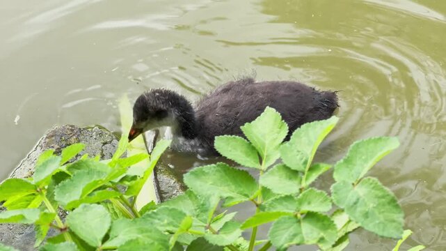 Close up of a young Eurasian coot swimming on a pond. High quality 4k footage