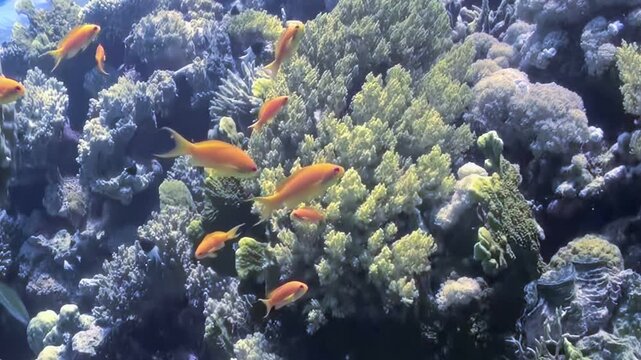 In clear blue waters of tropical paradise, lively orange fish glide gracefully through lush coral gardens. Sunlight filters down, creating shimmering patterns on seafloor, revealing nature's beauty.