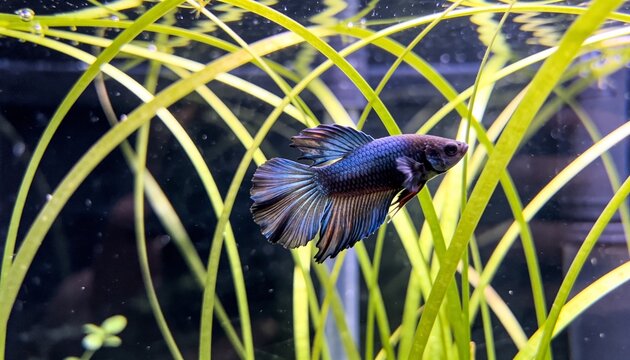 Swimming iridescent betta fish threading long-leaf plants in aquarium, with bubbles and filter tube