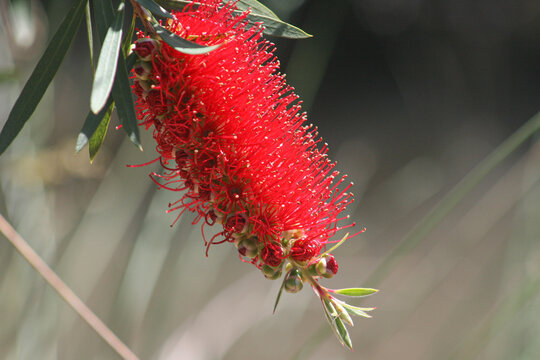 Red Bottlebrush Flower Blooming in Sunlight