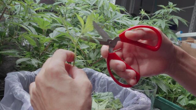 Detailed close-up of cannabis cloning in action, with a seedling cutting removed from the plant and inserted into growth tray inside a modern indoor cultivation system.