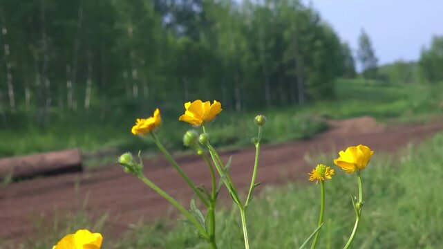 Yellow buttercup flower growing in meadow. Wild flora blooming near dirt road in spring forest. Nature landscape featuring botanical subject in grassy countryside.