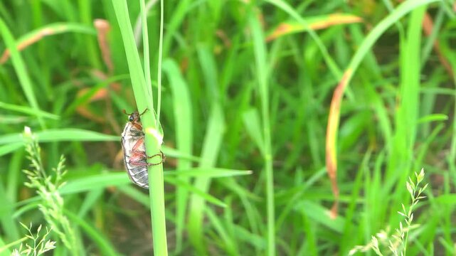 Cockchafer crawling on green grass blade. May bug climbing up plant stem in meadow. Beetle in summer nature habitat. Insect life cycle and wildlife observation.