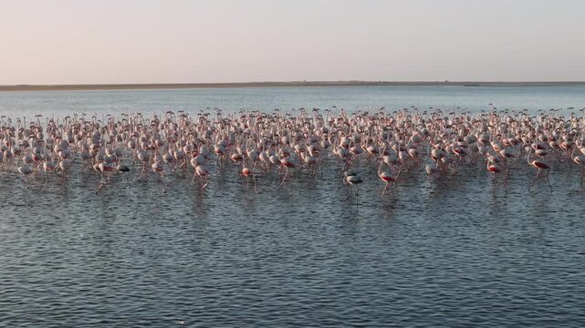 Flamingo colony in the calm waters of walvis bay, namibia, at sunset