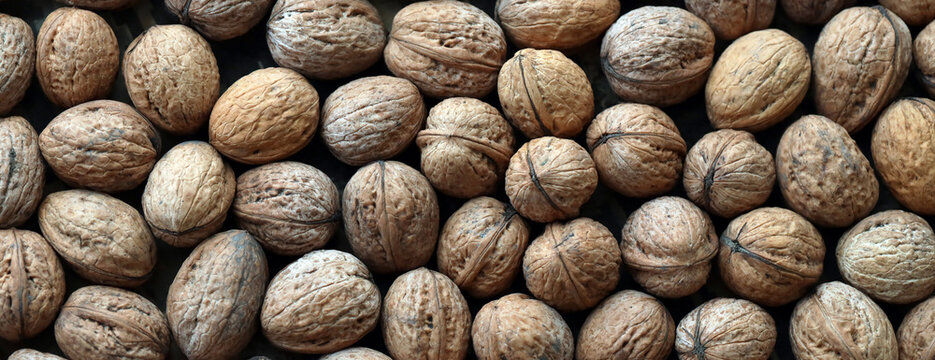 Round brown walnuts in big pile on table close up. Large amount of brown walnuts
