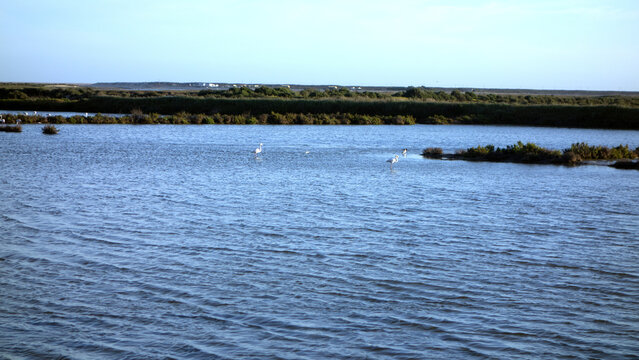 Ria Formosa mit Blick auf Flamingos, Faro