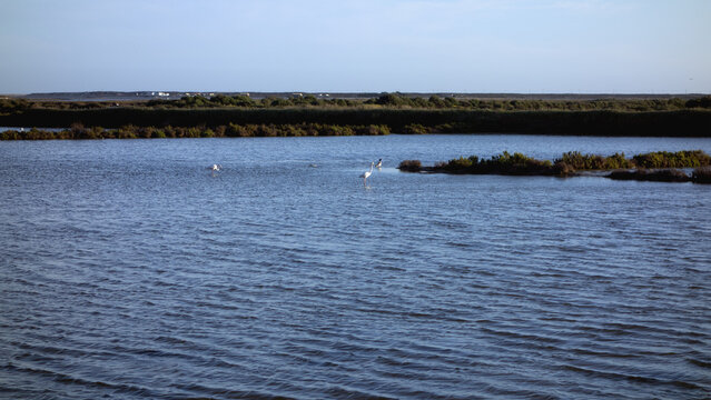 Ria Formosa mit Blick auf Flamingos, Faro