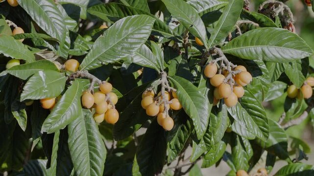 Loquats fruits growing and ripening between green foliage on loquat tree closeup.