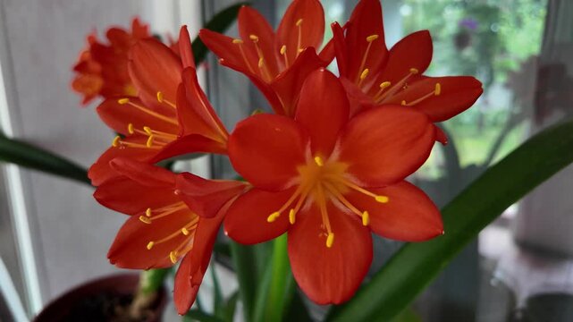 Vibrant orange Clivia miniata flowers blooming indoors near a window. Beautiful potted houseplant with bright petals and yellow stamens catching natural daylight. Close-up nature shot.
