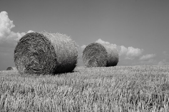 summer field in B&W 