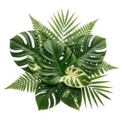 Green tropical palm and monstera leaves arrangement © Mst