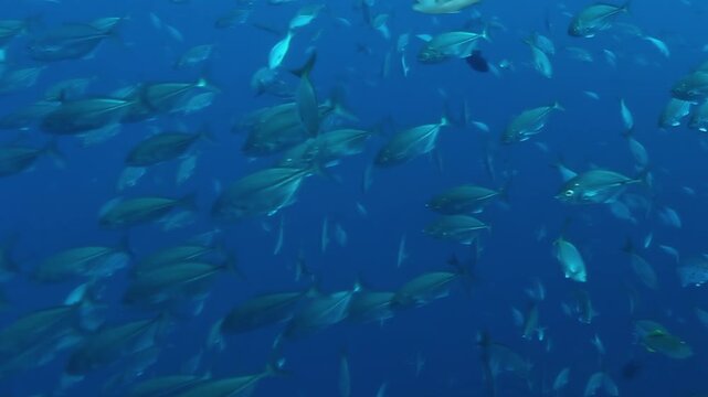 Watch as a magnificent school of tuna fish gracefully glides through the pristine underwater world of Cocos Kelling Islands. A vibrant display of marine life unfolds in the clear blue ocean.