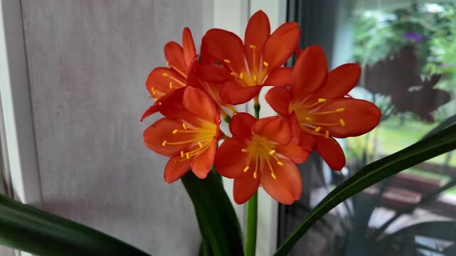 Vibrant orange Clivia miniata flowers blooming indoors near a window. Beautiful potted houseplant with bright petals and yellow stamens catching natural daylight. Close-up nature shot.