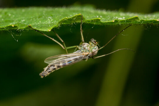 Close-up macro shot of a green chironomid midge resting on a leaf edge, detailed view of a non-biting mosquito relative in nature.