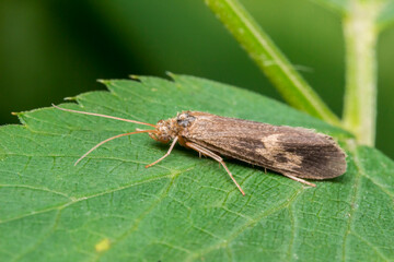 Close-up macro shot of a brown caddisfly (Trichoptera order) resting on a green leaf, detailed view of a moth-like insect in natural habitat. © AlMacro