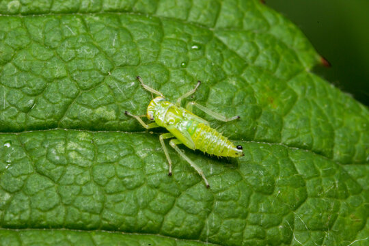 Macro shot of a green leafhopper nymph resting on a textured leaf surface, close-up of a young cicadellidae insect camouflaged in nature