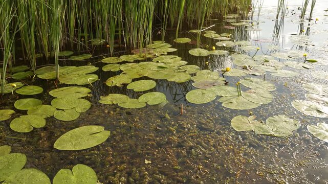 Serene pond surface with lily pads and reeds reflecting the sky