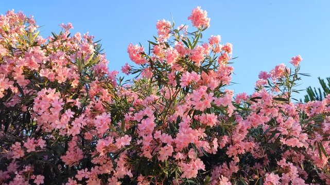Pink oleander flowers gently swaying in the wind under a clear blue sky background