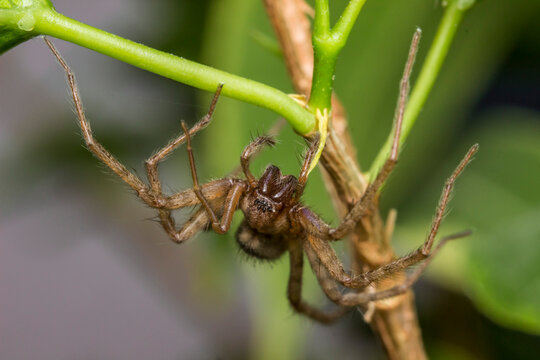 Close-up macro shot of a brown spider clinging to a green plant stem, detailed view of an arachnid on natural foliage texture