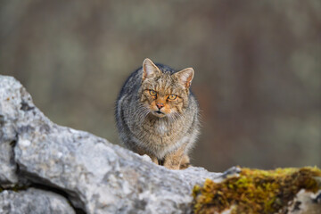 European Wildcat (Felis silvestris) perched on a rocky surface © Jhony