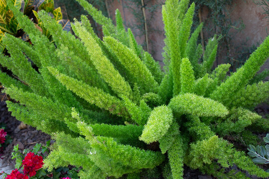 Foxtail Fern Asparagus Densiflorus Meyersii Aethiopicus Plant Green png asparagaceae garden plume fauna nature plants foliage shrub ornamental plant botany bright vibrant botanical fluffy photography