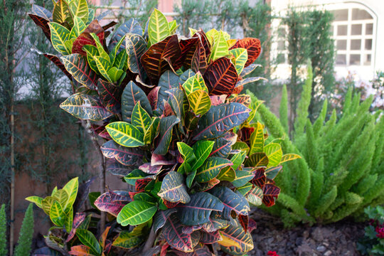 Croton Codiaeum Variegatum Petra Plant Leaves png variegated red green plants leaf garden euphorbiaceae ornamental shrub bush gardening botany nature photography image picture photo high resolution 