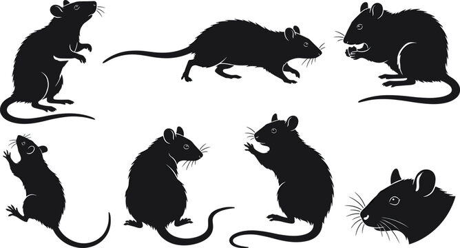 Black rat and mouse black silhouette vector collection featuring rodents in standing crawling eating sniffing and profile head poses for wildlife designs