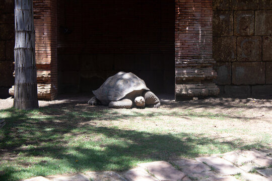 Galapagos Giant Tortoise Bioparc Fuengirola herpetology chelonoidis niger animal zoo specimen nature shell reptile captive spain habitat natural environment study biology photography png photo image