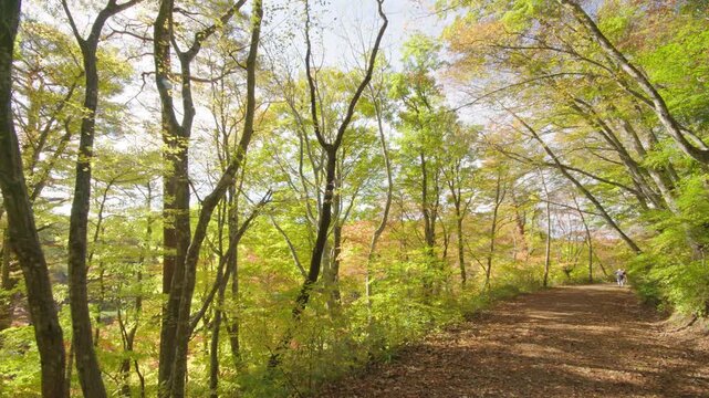 紅葉の名所 秋の鳴子峡の風景　Autumn scenery of Naruko Gorge, a famous spot for autumn foliage.