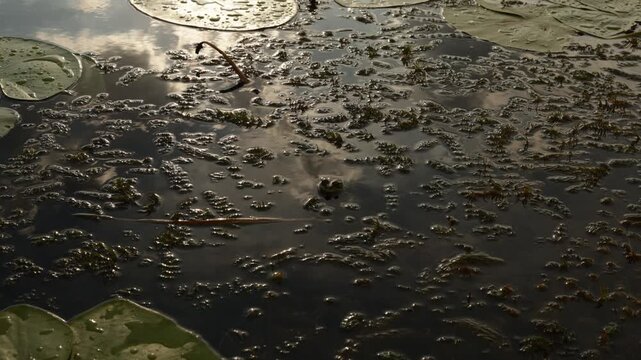 Close-up of lily pads and murky water with reflections of clouds and sunlight