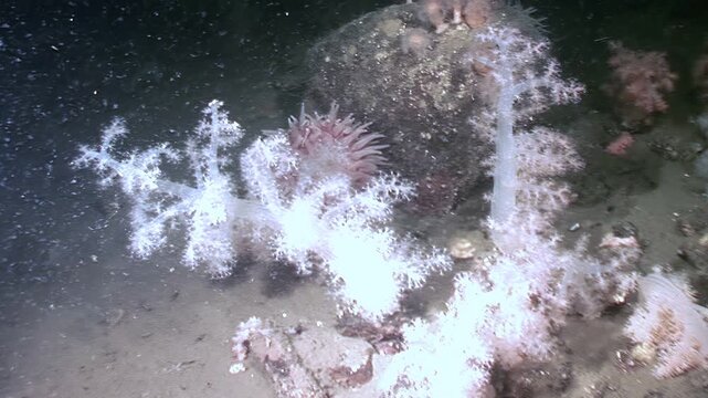 Observe Dendronephthya soft coral gently swaying in the current. Polyps are extended, creating a beautiful underwater display. The ocean floor supports diverse marine life.