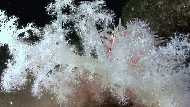 Observe the gentle sway of a soft coral as its polyps extend and retract in the depths. This underwater garden showcases nature's beauty in the dark.