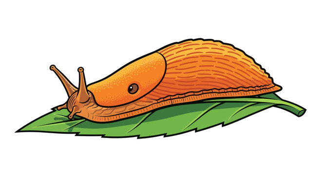 Large orange slug crawling on a green garden leaf
