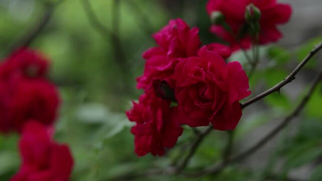 Close-up of vibrant red roses blooming on a thorny branch in soft focus