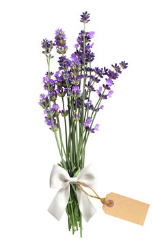 Bouquet of  lavender flower, tied with white bow with and retro tag. Bunch of lavandula flowers and paper label. Can be used for vintage, nostalgic scrapbooking design. Isolated on white background