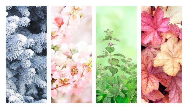 Set of nature banners depicting natural world. Four season of year. Each one features scene of nature, from snow of winter to vibrant leaves of fall. Perfect  for showcasing of changing seasons