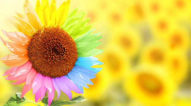 To be yourself, to be unique. Not like most. A field of yellow sunflowers and one colorful sunflower. Individuality, stand out from crowd, creative idea, be a different, independence concept
