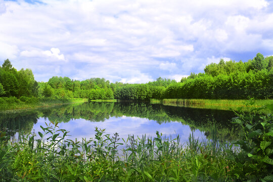 Beautiful landscape with Lake in the national park Bialowieza Forest, Europe. Picturesque scene with pond with reeds, surrounded by forest, Belovezhskaya Pushcha Nature Reserve, Belarus